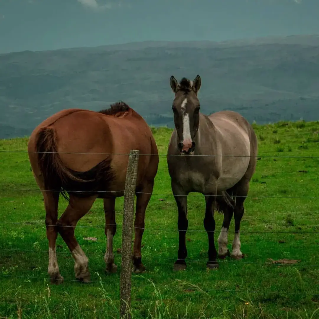 Pareja a caballo en paisaje rural