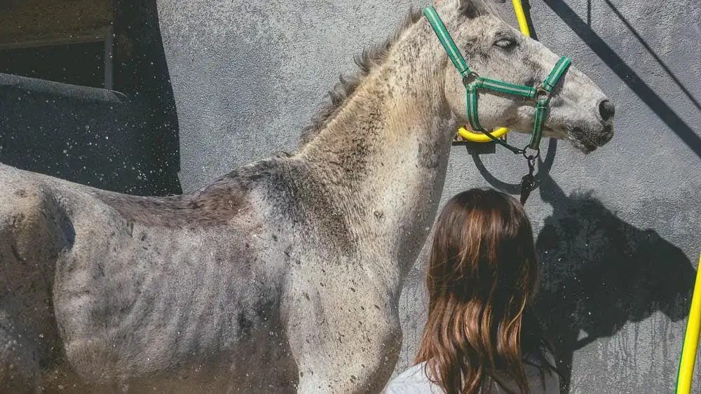Experiencia con caballos junto a casa rural en Cataluña, actividades para huéspedes del alojamiento